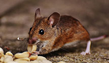 24 Hour & Emergency Exterminators in Kampville Beach, MO